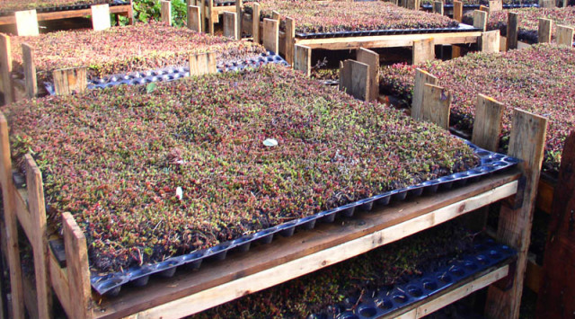 Crates of Vegetation before planting on roof
